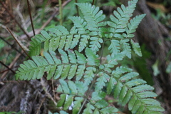 Dryopteris hendersonii