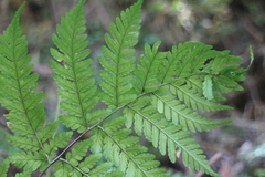 Dryopteris hendersonii