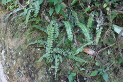 Asplenium tripteropus