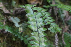 Asplenium tripteropus