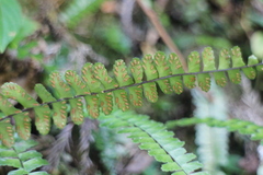 Asplenium tripteropus