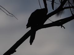 Macropygia phasianella