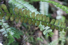 Asplenium tripteropus