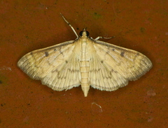 Herpetogramma fluctuosalis