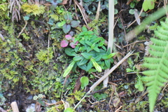 Gentiana flavomaculata yuanyanghuensis