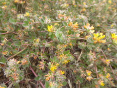 Acmispon heermannii heermannii