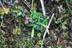 Gentiana flavomaculata yuanyanghuensis