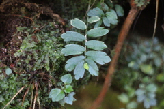 Elatostema obtusum trilobulatum