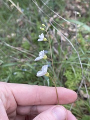 Lithophragma cymbalaria