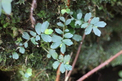 Elatostema obtusum trilobulatum