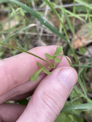 Lithophragma cymbalaria