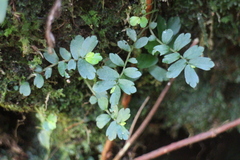 Elatostema obtusum trilobulatum
