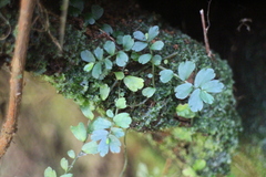 Elatostema obtusum trilobulatum