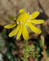 Blennosperma nanum