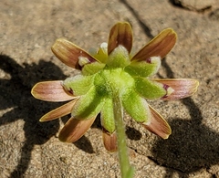 Blennosperma nanum