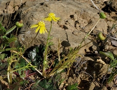Blennosperma nanum