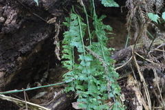 Asplenium gueinzianum