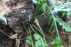 Asplenium gueinzianum