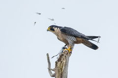 Falco peregrinus anatum