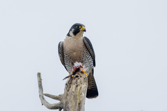 Falco peregrinus anatum