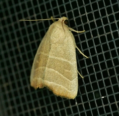 Bagisara rectifascia