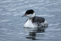 Podiceps auritus cornutus