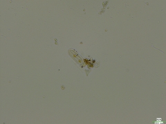 Coscinodiscophycidae