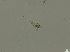 Coscinodiscophycidae