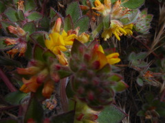 Acmispon heermannii heermannii