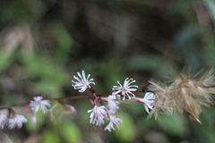 Ainsliaea macroclinidioides