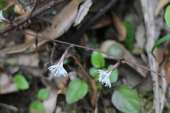 Ainsliaea macroclinidioides