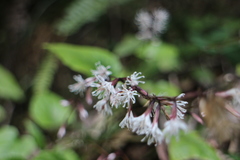 Ainsliaea macroclinidioides