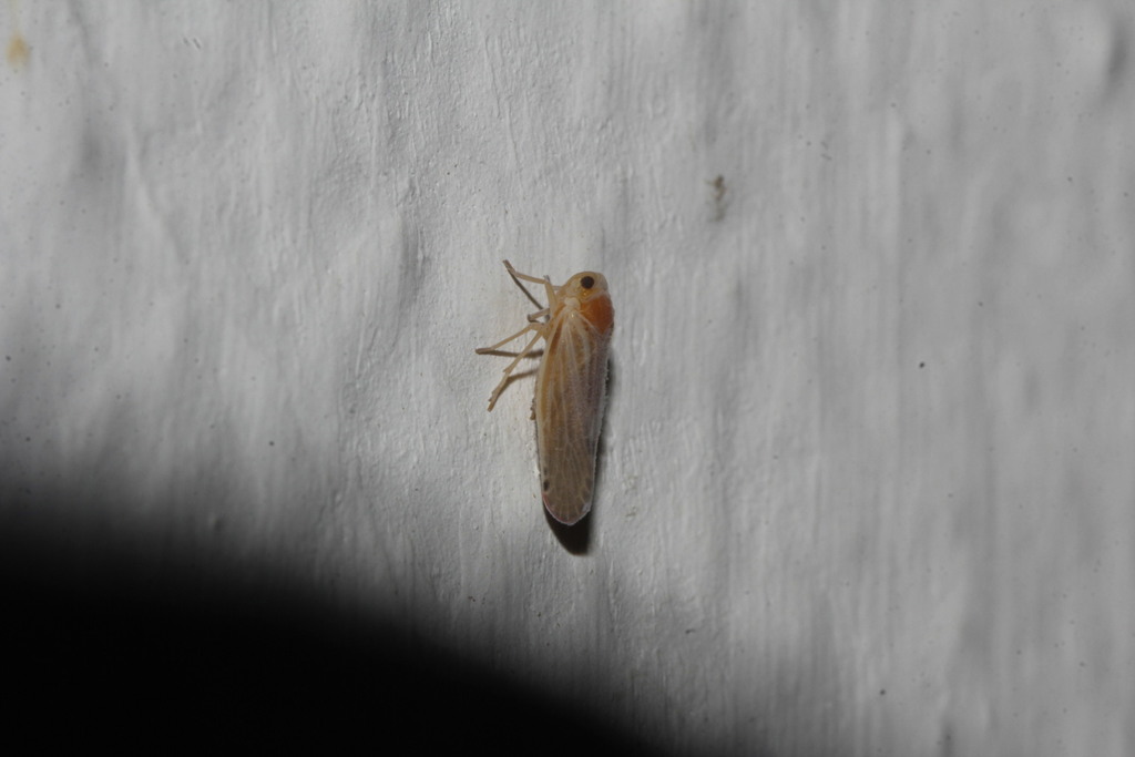 Omolicna texana