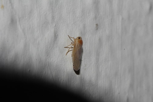 Omolicna texana