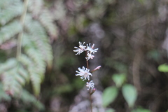 Ainsliaea macroclinidioides