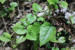 Ainsliaea macroclinidioides