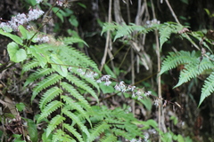 Ainsliaea macroclinidioides