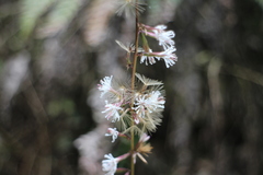 Ainsliaea macroclinidioides