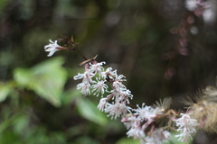 Ainsliaea macroclinidioides