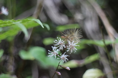 Ainsliaea macroclinidioides