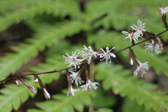 Ainsliaea macroclinidioides