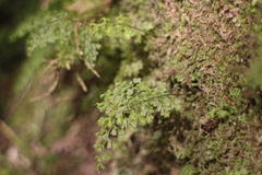Hymenophyllum polyanthos