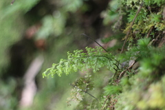 Hymenophyllum polyanthos