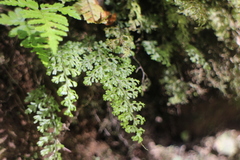 Hymenophyllum polyanthos