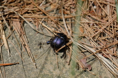 Phelotrupes