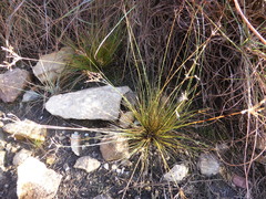 Bulbostylis burchellii