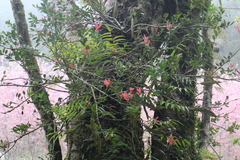 Vaccinium emarginatum