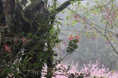 Vaccinium emarginatum