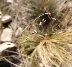 Bulbostylis burchellii