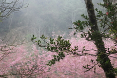 Vaccinium emarginatum
